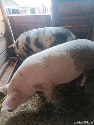 Purcea de vanzare - imagine 2