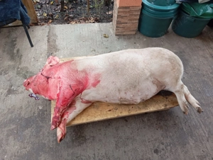 Vând porc 260 kg,17 lei kg in Cucuieti Calarasi