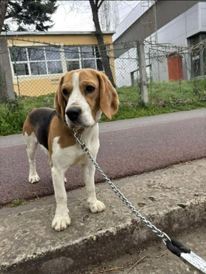 Lasa-ti animalutele in grija noastra :) si vor fi fericite si tu linistit . - imagine 4