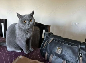 Lasa-ti animalutele in grija noastra :) si vor fi fericite si tu linistit . - imagine 2