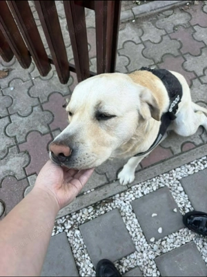 Lasa-ti animalutele in grija noastra :) si vor fi fericite si tu linistit . - imagine 3