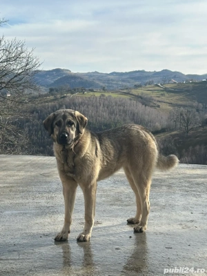 câini de vânzare - imagine 2