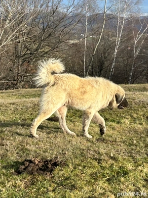 câini de vânzare - imagine 4