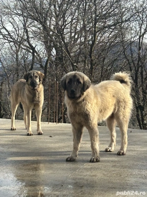 câini de vânzare - imagine 3