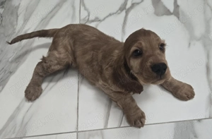 Cocker Spaniel 3 luni