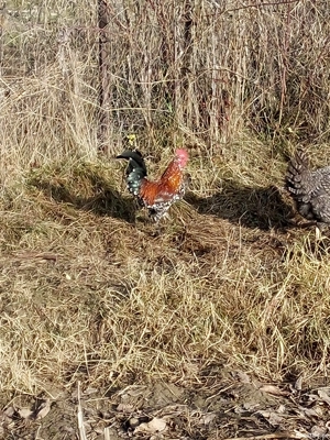 vand cocos american !