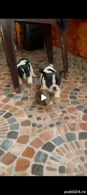 vand buldog francez  - imagine 2