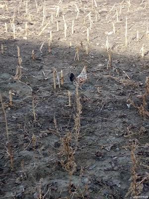 vand cocos american ! - imagine 2