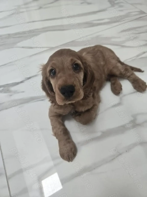 Cocker Spaniel 3 luni - imagine 2