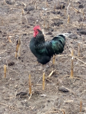 Vand cocos austrolop!