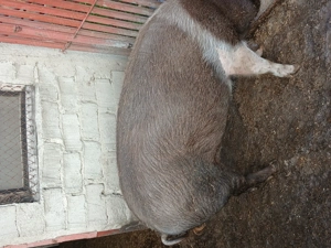 Porc roșu 250 kg