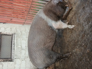 Porc roșu 250 kg - imagine 2