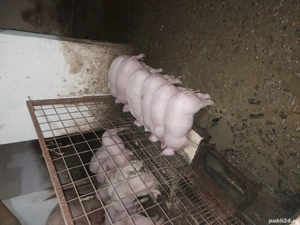 Purcei de 8 săptămâni  - imagine 2