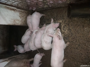 Purcei de 8 săptămâni  - imagine 4