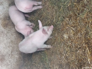 Purcei de 8 săptămâni 