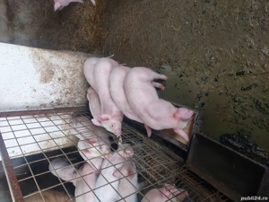 Purcei de 8 săptămâni  - imagine 3