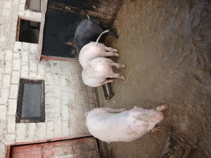 Scrofițe 80-90 kg - imagine 2