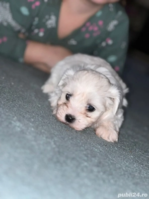 bichon maltese - imagine 3