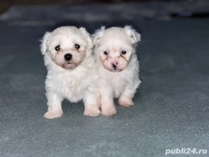 bichon maltese - imagine 2