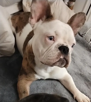 Buldog francez disponibil - imagine 6