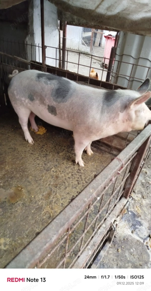 Purcea de vânzare  - imagine 2