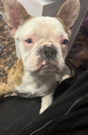 Buldog francez disponibil - imagine 5