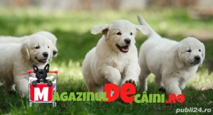 HRANA GRATUITA-Golden Retriever catei cu Factura-Garantie-Microcip-Varsta 2 luni-Livrare la Timis
