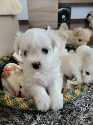 Bishon maltez căței 