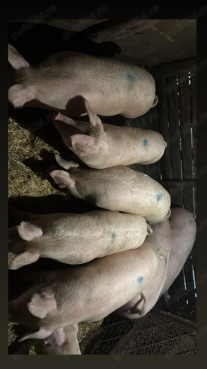 Vând porci crescuți în gospodărie  - imagine 3