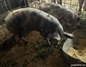 Dispnibile 2 scrofițe - imagine 2