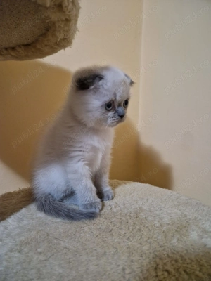 Puiuț de pisică Scottish Fold  - imagine 2