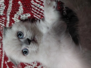 Puiuț de pisică Scottish Fold  - imagine 4