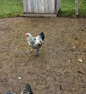 Cocoș brahma de 4 luni vanzare sau schimb