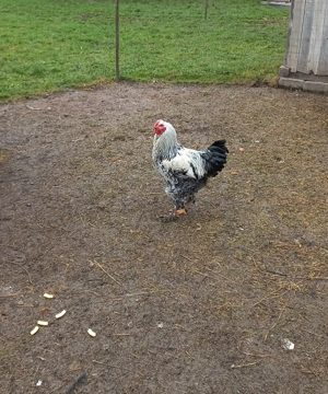 Cocoș brahma de 4 luni vanzare sau schimb - imagine 2