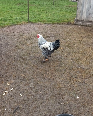 Cocoș brahma de 4 luni vanzare sau schimb - imagine 3