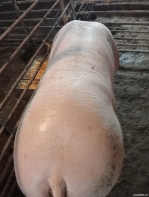 Vand porc crescut in gospodaria proprie