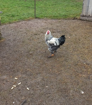 Cocoș brahma de 4 luni vanzare sau schimb - imagine 5