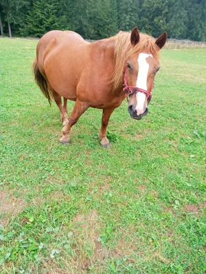 Iapă foarte cuminte de vânzare  - imagine 3