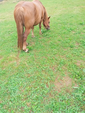 Iapă foarte cuminte de vânzare  - imagine 4