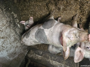 porc pietrain - imagine 3