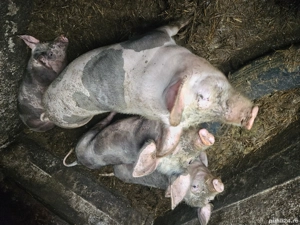 porc pietrain - imagine 2