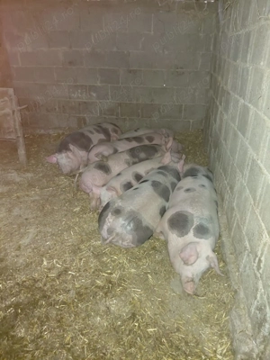 Vând porci  - imagine 2