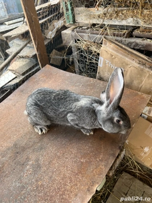 Iespuri Urias German  - imagine 4