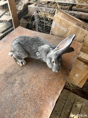 Iespuri Urias German  - imagine 3