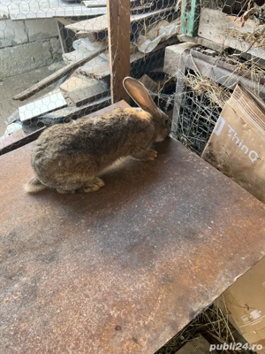 Iespuri Urias German  - imagine 2