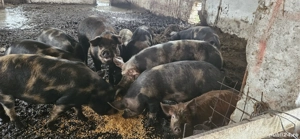 Porci intre 80 -350 kg de vanzare - imagine 3