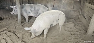 Porci intre 80 -350 kg de vanzare - imagine 4