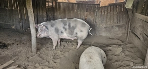 Porci intre 80 -350 kg de vanzare - imagine 2