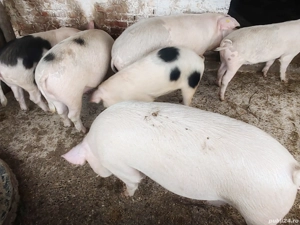 Vând porci de tăiat 
