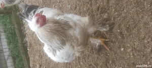 Cocoș rasă brahma și viandot